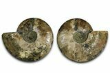 Cut & Polished Crystal-Filled Ammonite Fossil - Madagascar #362399-1